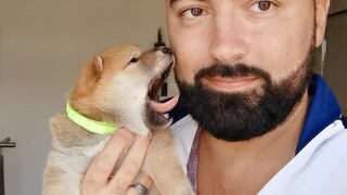 Anak anjing Shiba baru bangun, hari penuh semangat dimulai dengan menjilati jenggot ayahnya! [Shiba 