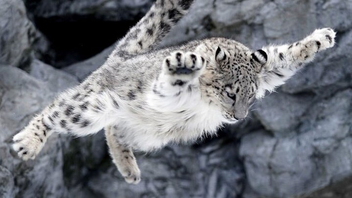 [Snow Leopard] The “Flying” Baby