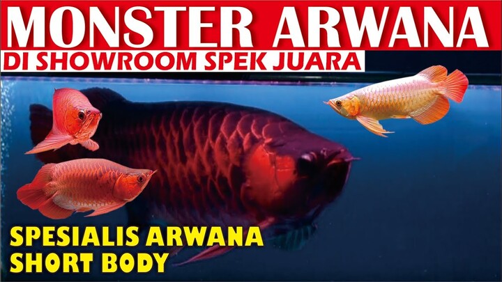 MONSTER ARWANA SUPER RED DI SHOWROOM ARWANA SPEK JUARA