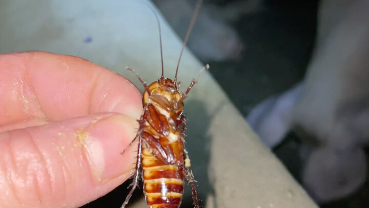 Yi Wei’s Chinese medicine “Cockroach” — the piggy says they can’t taste it at all!