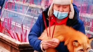 Rubah Gunung Luocha juga dipinjamkan, rubah spiritual dalam pandangan orang luar, dan Nenek Hu San d