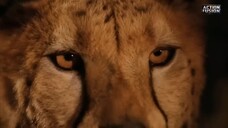He_Found_a_Cheetah_on_the_Road…_What_Happens_Next_Will_Break_Your_Heart(720p)