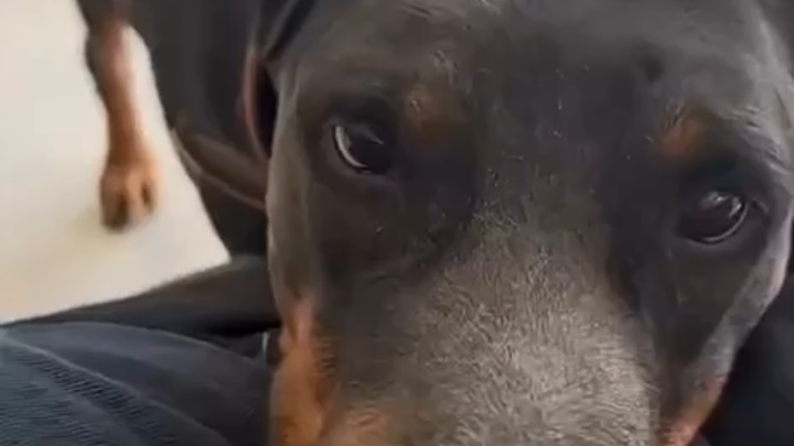 Doggy: Go ahead and say one more insult!