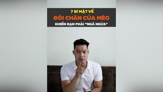 7 bí mật về đôi chân mèo khiến bạn phải ngã ngữa tuitienpet petnhatrang dcgr petonesaigon