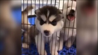 คอลเลกชันของสัตว์ตลกเหล่านั้น 2