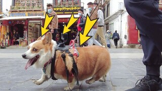 Khi dắt chó Corgi đi dạo trên đường phố Lhasa, chúng tôi thấy xung quanh mình toàn là người!