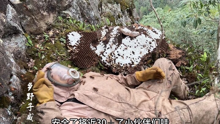 Breaking the record again, Ziwei dug a super hive on the cliffs at the top of the mountains, and the