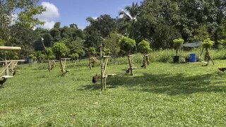 BREEDING SEASON STAGS