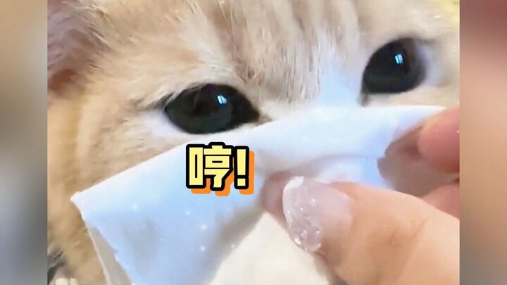 سماع شخص ينفث أنفه: غير مريح.. سماع قطة تنفث أنفها: لطيف!