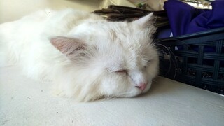 Clowder's nap time ❤