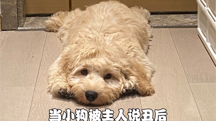 ที่แท้เจ้าตูบเข้าใจทุกอย่างเลย 🐶 ฉันผิดไปแล้ว! ฉันขอโทษเจ้าตูบของฉัน