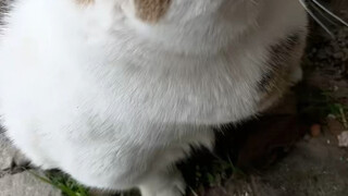 Execute everyone, spare Mimi