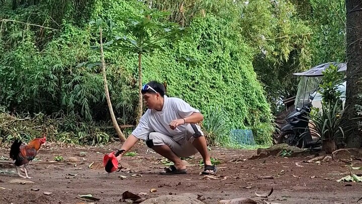 Dummy Cock Training (Unang Palo ng aking going 6months old stag)