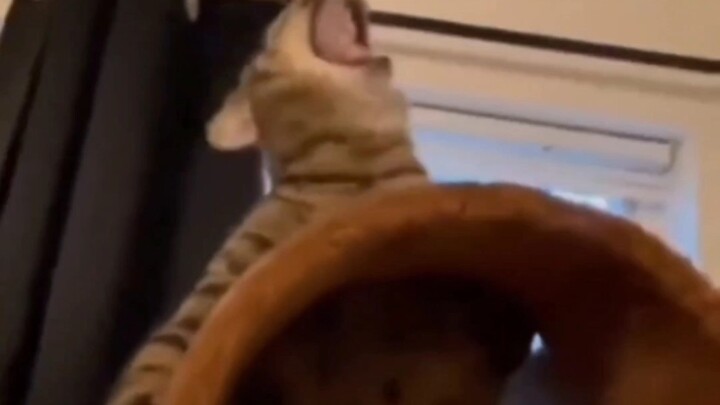 Calling a cat “creepy” for the first time