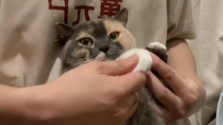 Kucing ini agak aneh, tapi lucu sekali