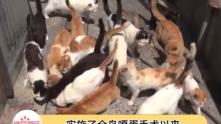 An Island Where There Are More Cats Than People