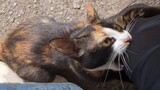 This random cat want to eat me