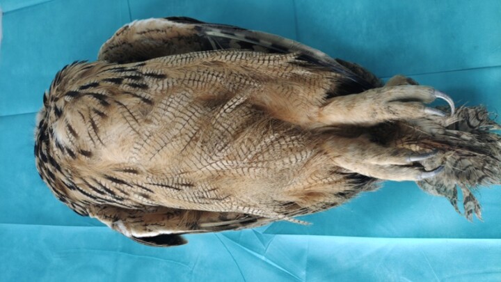 It’s a miracle it even survived.