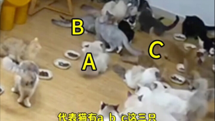 Interesting cat movies can also bring you knowledge~