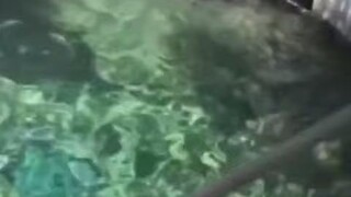 عندما تم إطعام الفقمة بأكثر علبة رنجة نتنة...