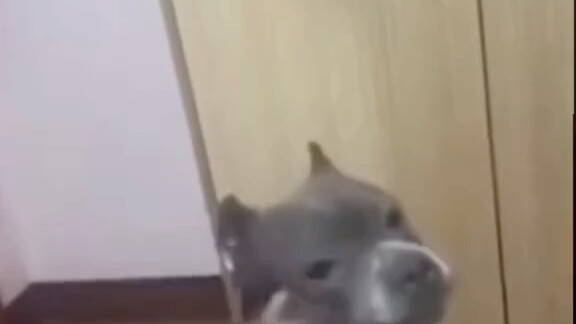 Doggy: You really are a dog.