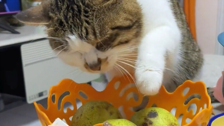 Looks like it's a repeat offender.