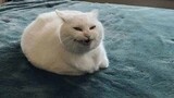 click this to get a cute cat dance