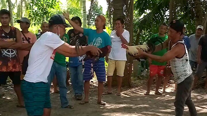 Talisay VS pula.. Mas magaling talaga si tisoy