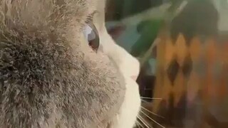 可爱的猫咪侧脸