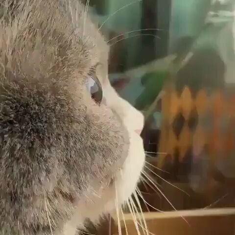 Cute cat side face