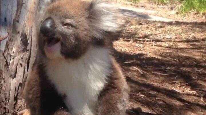 Failed to grab the tree! The koala cried like a baby... It was a heartbreaking feeling