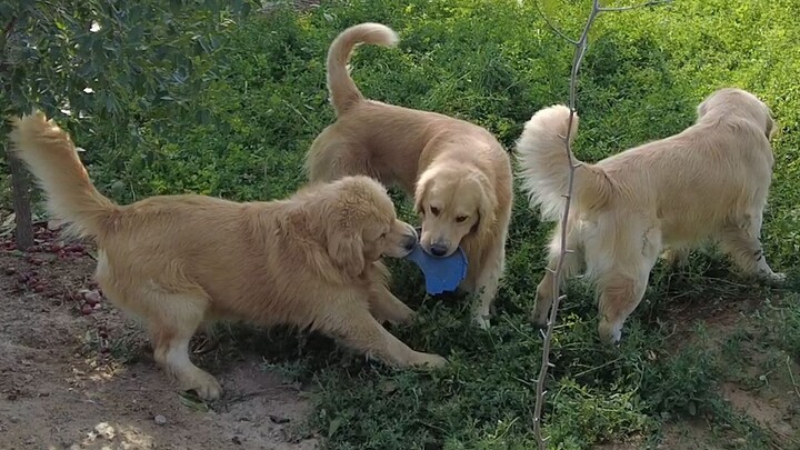 It turns out a half frisbee can make a Golden Retriever super happy!