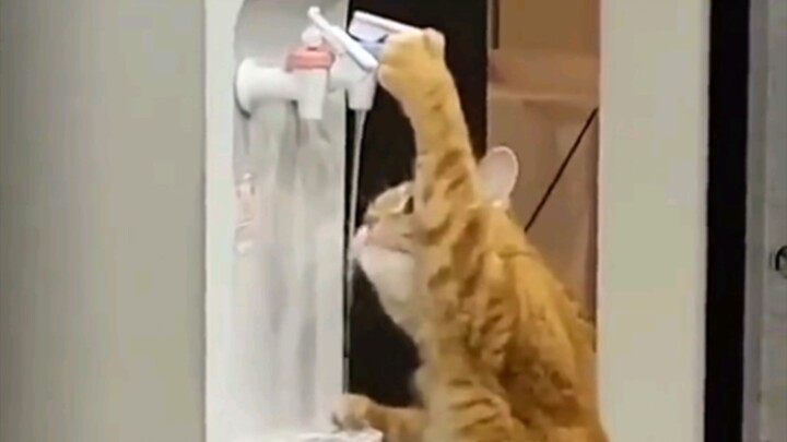Cats have their own unique way of drinking water.