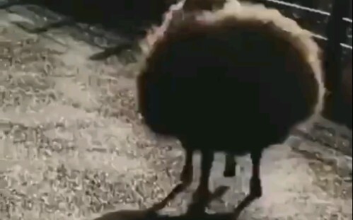 Cảnh tượng kỳ lạ, 4 chiếc tăm mắc kẹt trong gowan khi đang chạy