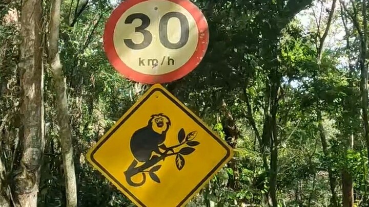 Macacos Saguis em trilha da Fonte Grande #trilha #trilhas #camping #acampamento #natureza #goodvibes