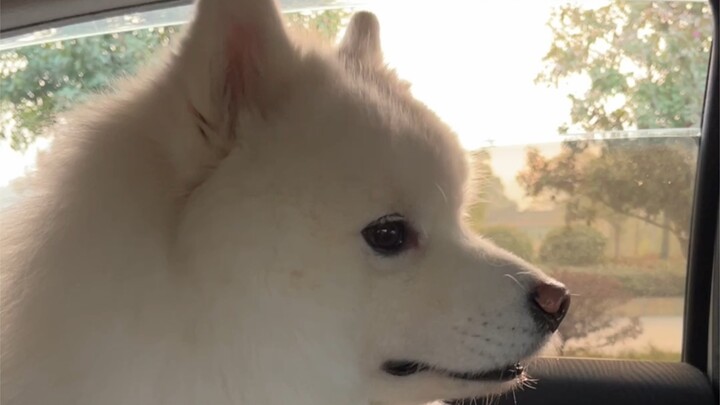 I ended up carpooling with a repair dog; considering how adorable it is, I'll just let it slide.