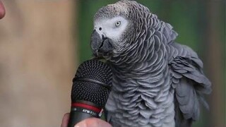 Funny Parrots - Parrot Talking like Human Compilation 2018 HD ใหม่