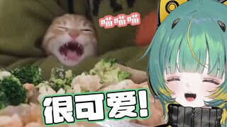日本韭菜看 兄弟你是真饿了！发出可爱猫叫