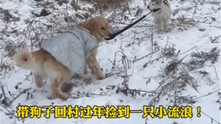 Returning to the village for the New Year, my dog picked up a little stray—oh my gosh!!