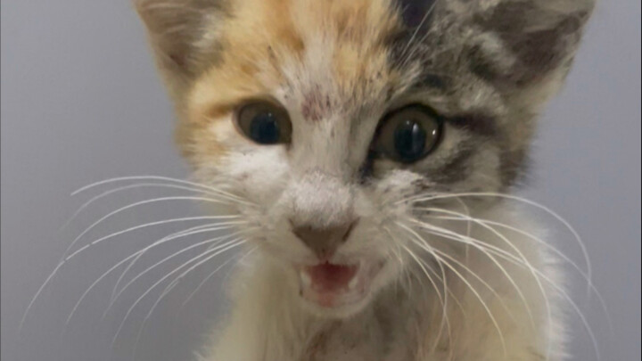 Một chú mèo con bị ai đó đạp từ trên cầu thang xuống