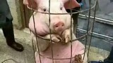 Con lợn này làm tui cười hết hai ngày