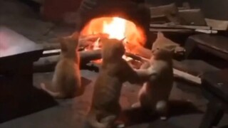 无忧无虑的猫猫