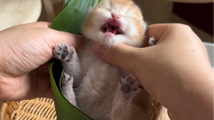 Đã đến Tết Đoan Ngọ, mau đến ăn bánh chưng mèo thôi～