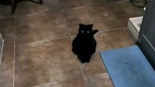 ลูกถ่านดำๆ ตัวหนึ่ง บางครั้งก็ยังสามารถมอบความประหลาดใจให้ฉันได้!