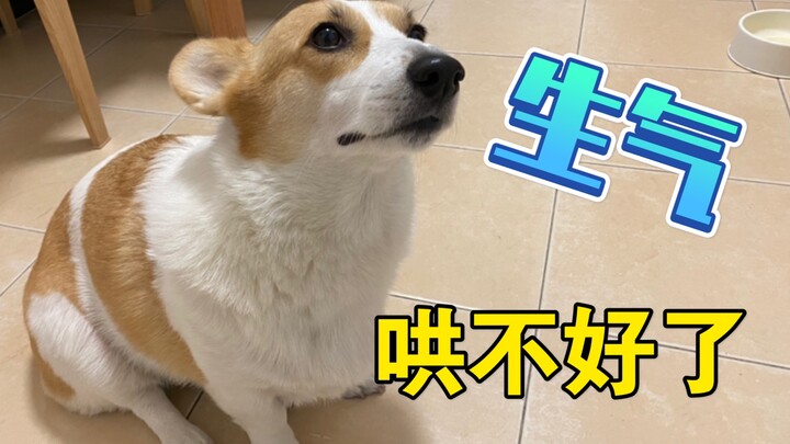 The owner came home late—did the corgi get so mad it lost all its hair?
