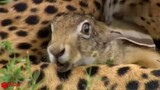 This Is Nature: When a Rabbit Is Caught by a Leopard