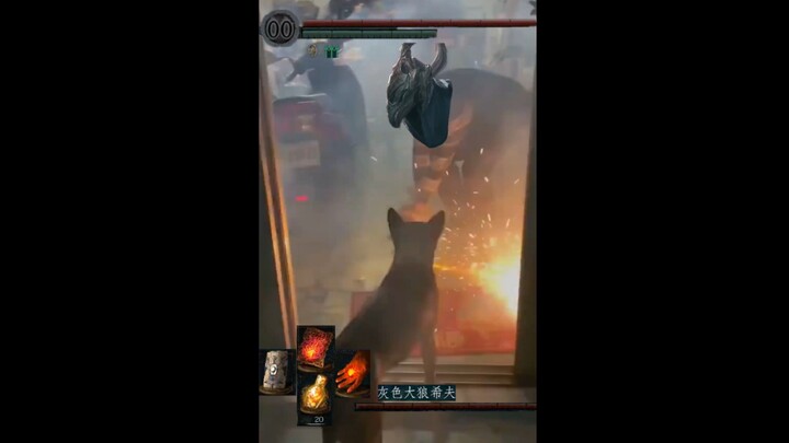 [Dark Souls] Show-off Dog Siegward