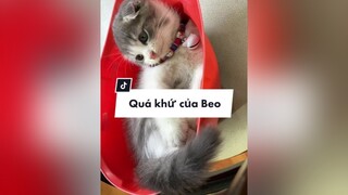 Reply to  Các iem không ngờ tới phải khum?? meo foryou cat