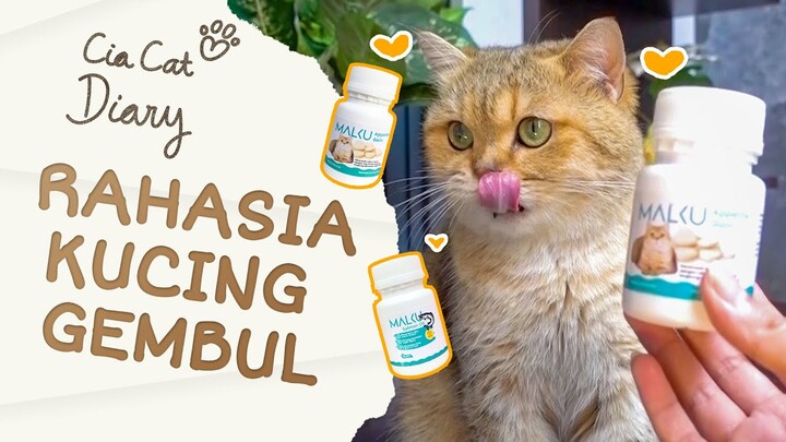 Buat Kucing Nafsu Makan - Review Malku Appetite Gain  Cia Cat Diary