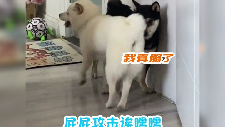 Butt attacks are 10% funny, while “yue” is 10,000% funny.